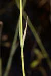 Bartram's rose gentian